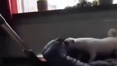 Dog helping mommy.. 😅