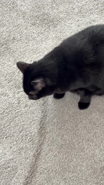 Cute Precious Piper Does a Lot of Things in the Lobby - My Adopted Shelter Cat Vlog. #shorts