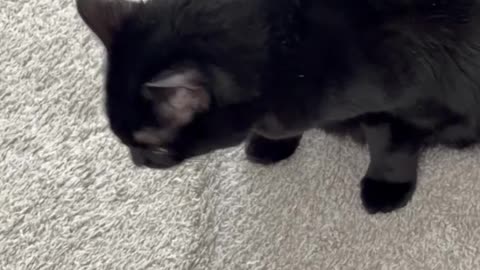 Cute Precious Piper Does a Lot of Things in the Lobby - My Adopted Shelter Cat Vlog. #shorts