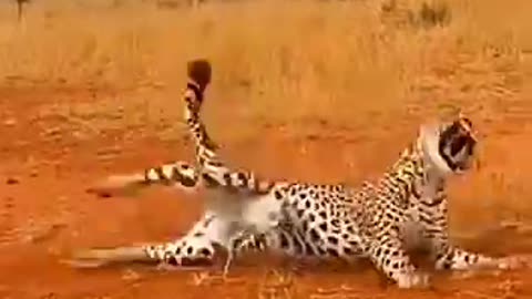 Can an Antelope Really Launch a Big Cat?