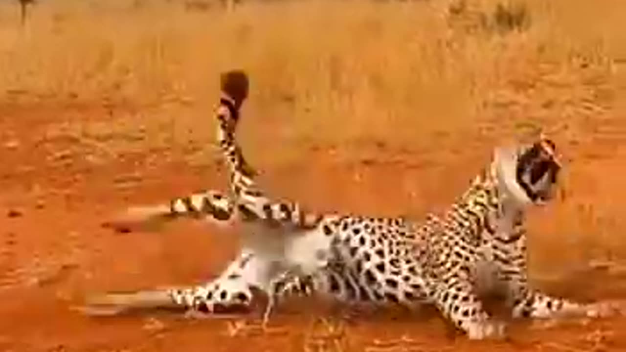 Can an Antelope Really Launch a Big Cat?
