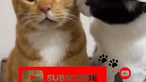 Relax Mode: Activated 🐾 | Cutest Animal Compilation