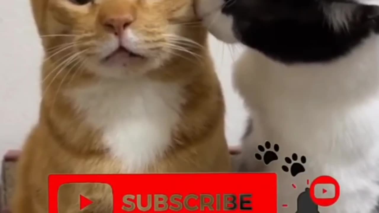 Relax Mode: Activated 🐾 | Cutest Animal Compilation