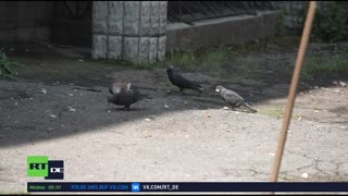 RT DE LIVE-TV