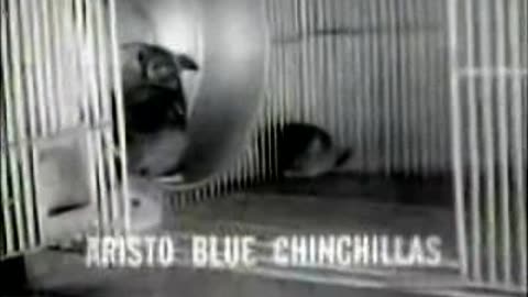Commercial - Aristo Blue Chinchilla Farming 1950s