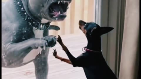 Dogs of Rumble (485)