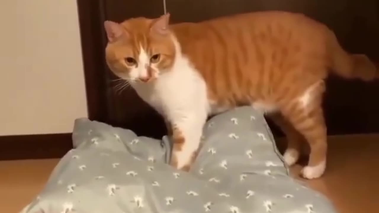 Naughty kitten