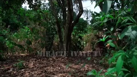 NIgerian Latest Nollywood 2025 Movie