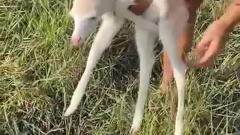 The man found a weak white deer lying alone in the grass and then adopted it