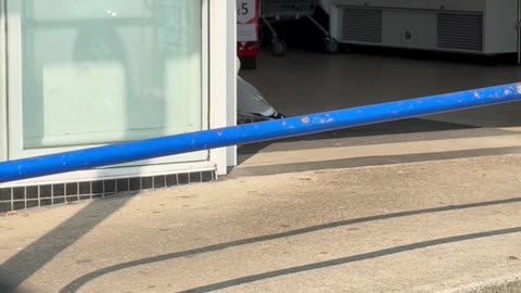 Seagull Carefully Plots Peanut Heist