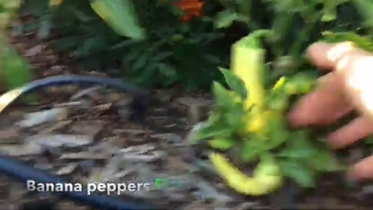 How To: Ferment Foods Sour Cream [Butter if Shaken More], Kombucha & Banana Peppers