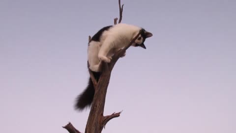 Our Cats #133 - Kitten Panqueeñou Loves This Old Tree