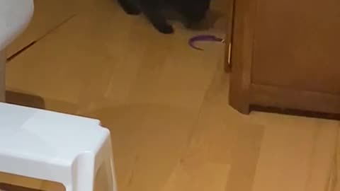 cat steals toy