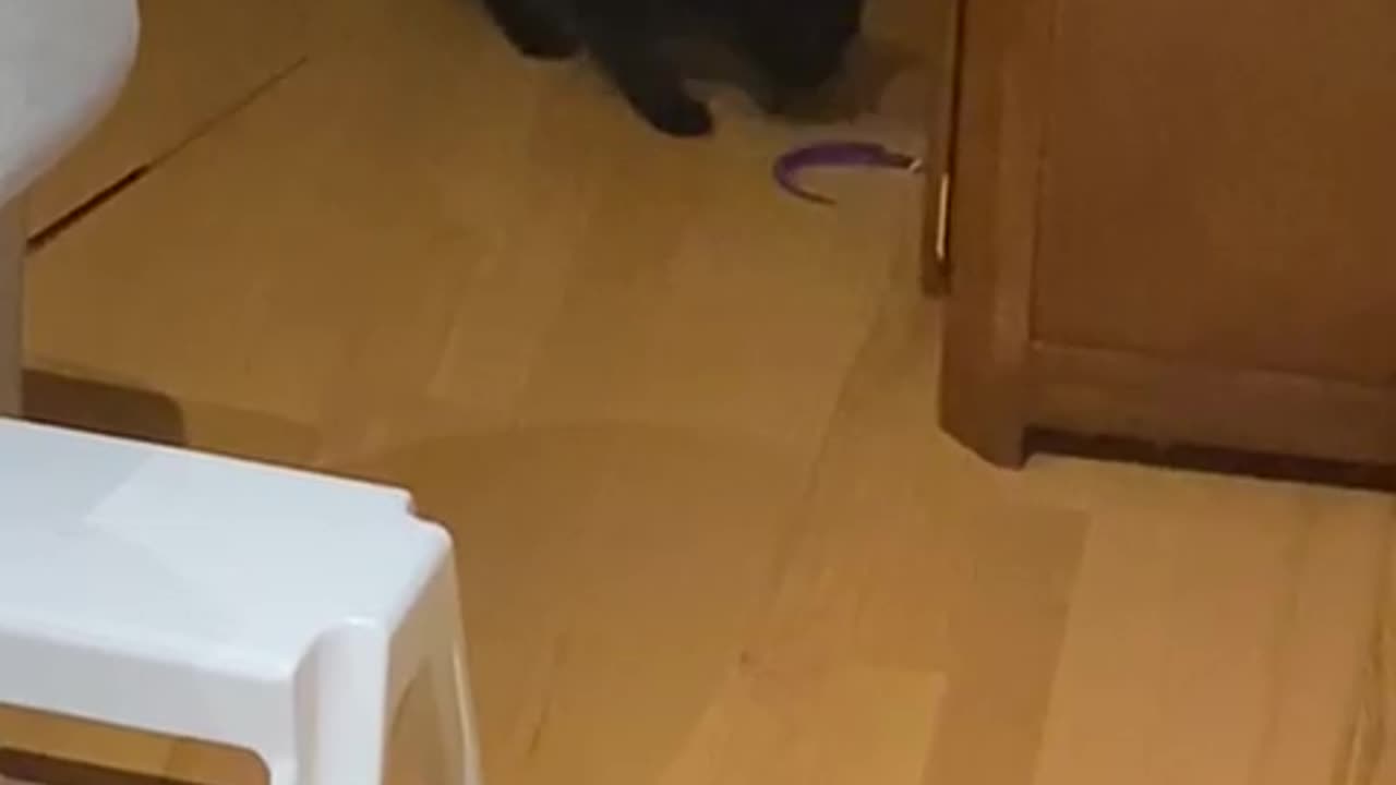 cat steals toy