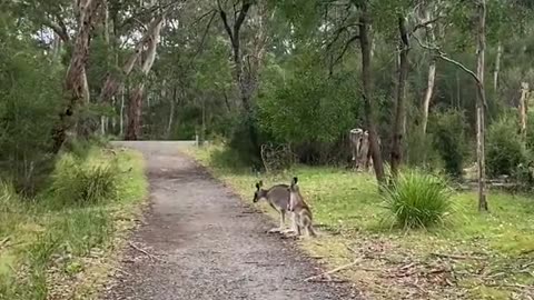 Kangaroo