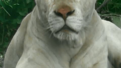 Tiger, cat, animal