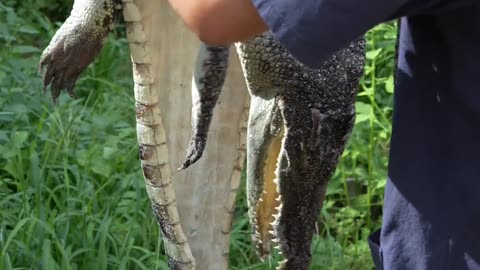 万鼓之源-鼍鼓 距今已有4600年历史，是新石器时代晚期一种文化。#非遗守护人 #百young非遗计划 #抖音非遗计划 #解锁博物馆界的贵气非遗 #这是我的非遗献礼