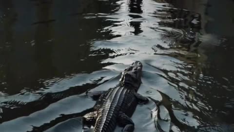 Alligators Guard This Prison — Even the President Showed Up!