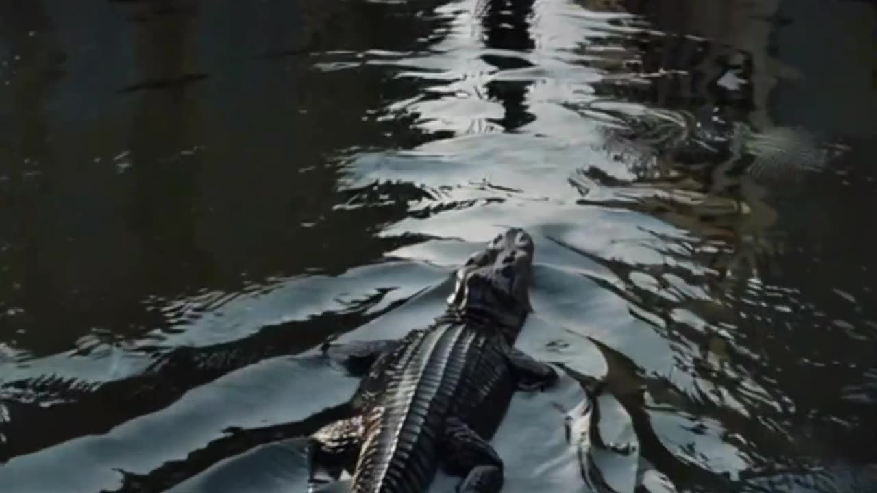 Alligators Guard This Prison — Even the President Showed Up!