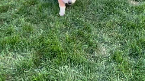 Hoop Frisbee Gets Stuck on Corgi
