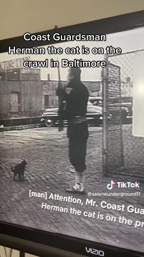 HERMAN THE CAT WAS OFFICIALLY RECOGNIZED AS AN EXPERT MOUSER WHILE SERVING ABROAD A U.S.COAST GUARD SHIP DURING WWII