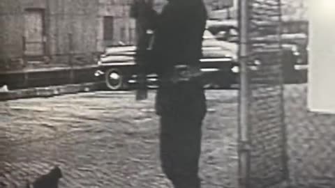 HERMAN THE CAT WAS OFFICIALLY RECOGNIZED AS AN EXPERT MOUSER WHILE SERVING ABROAD A U.S.COAST GUARD SHIP DURING WWII