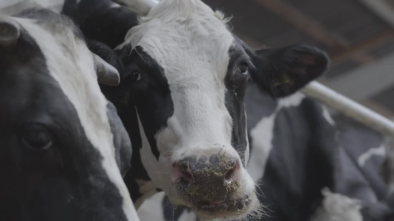 Cow in a stable chewing its food