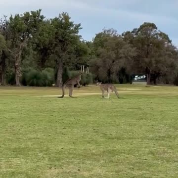 Kangaroo diaries only in Australia 🇦🇺