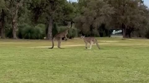 Kangaroo diaries only in Australia 🇦🇺