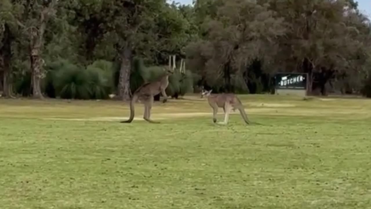 Kangaroo diaries only in Australia 🇦🇺