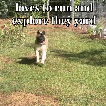 Little Ronnie is One Year Old!!!!