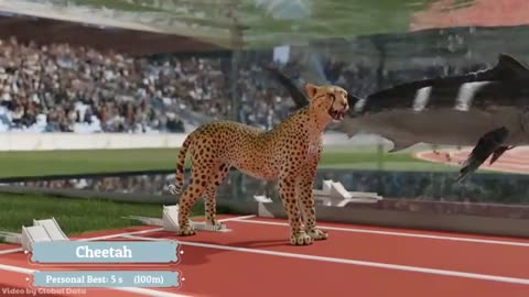 Cheetah vs Dolphin