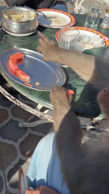 Monkey Steals From Man's Plate
