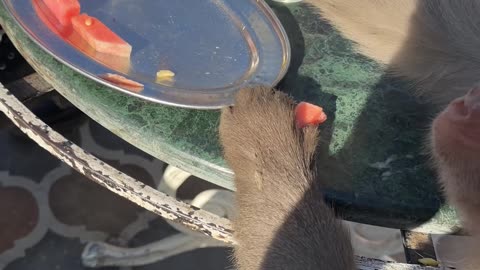 Monkey Steals From Man's Plate