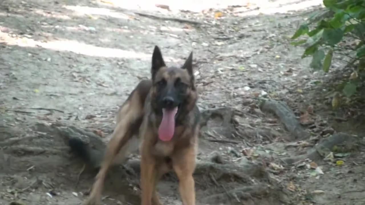Ce faci cand ai un malinois? DRESAJ CANIN?