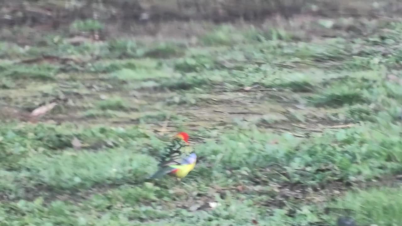 Rosellas Feeding at Jaya.