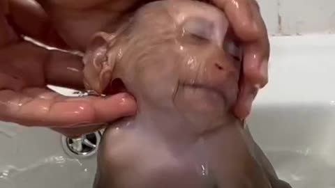 sweet little monkey #2