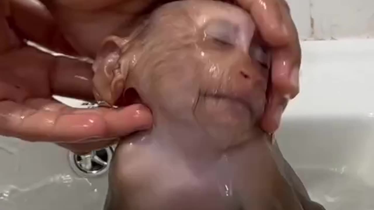 sweet little monkey #2