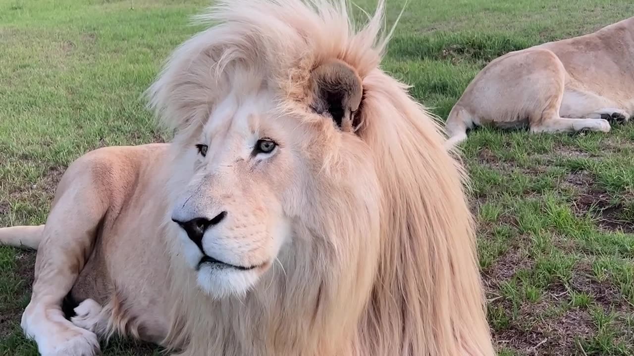 White Lions Roar Together