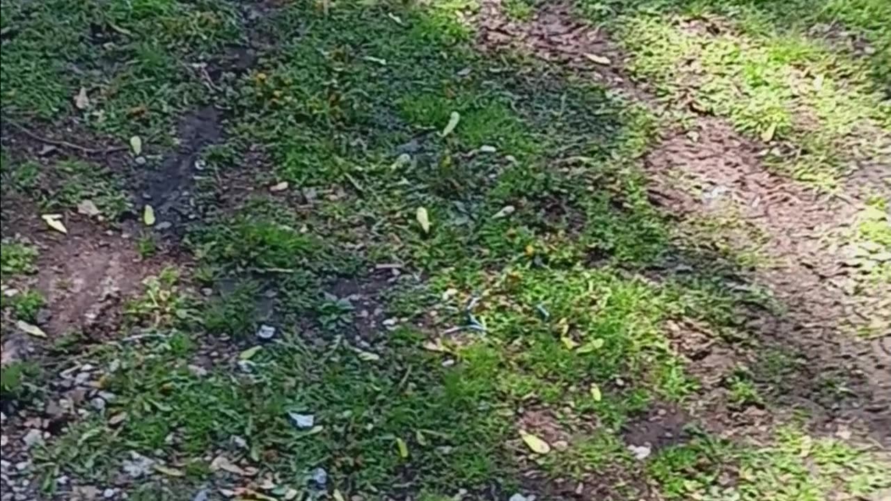 Cut Tree Branch Lands Perfectly Upright