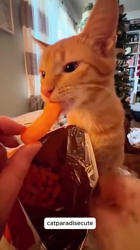 Funny cats Dumb cats😹 |funny animals part 28