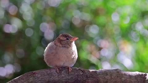 Peaceful Bird Songs in the Forest – Relaxing Nature Sounds for Calm & Focus