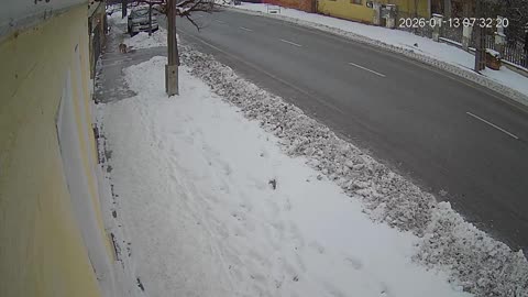 Újabb utcán kóborló kutya! Megint a tarcali jegyző, és önkormányzat támogatásával!!