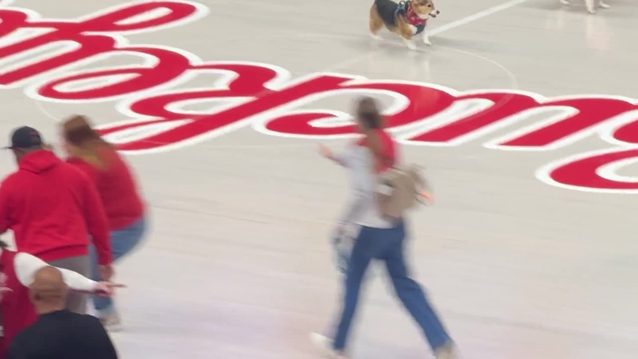 Adorable Corgi Race