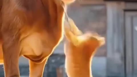 Orange cat _aicat _pet _animals(1080P_HD)(720P_HD)