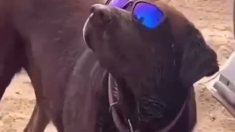 Dogs being idiots