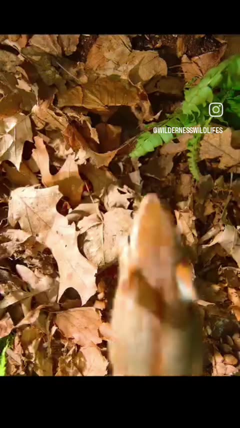 Wildlife sanctuary..