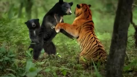 Black Bear with its cub CONFRONTS Tiger