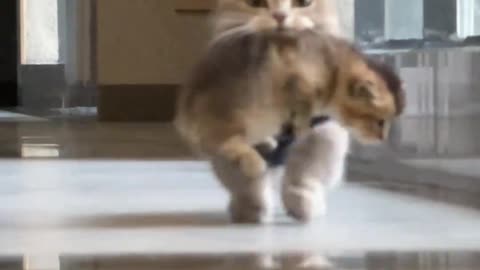 Your little cutie is here