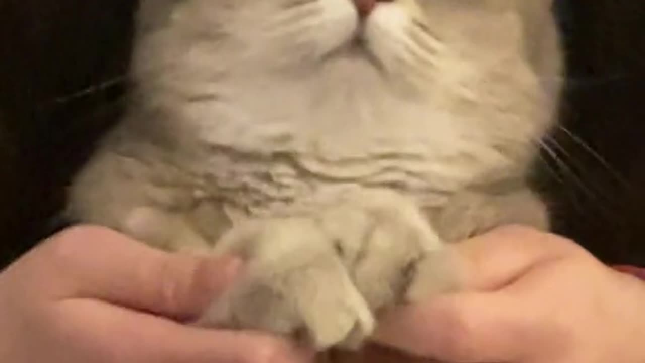 Egyptian Shake: Pet Edition